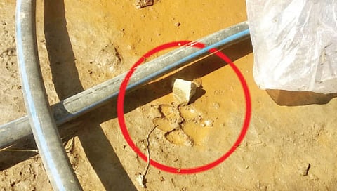 इस्लामपूर मध्ये  बिबट्याची एन्ट्री