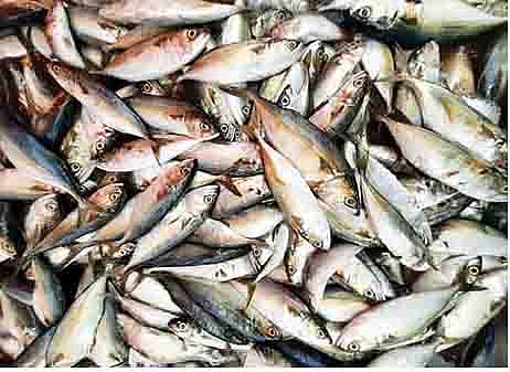 पुण्यात गुजराती बांगड्याचा डंका; आवक घटल्याने भाव कडाडले