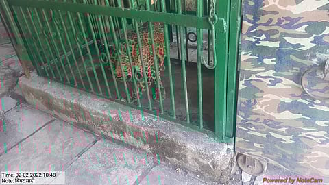 पकडलेली जखमी बिबट मादी.