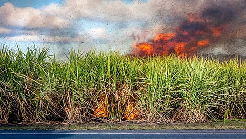 Sangli : आता तोडीसाठी फडाला काडी