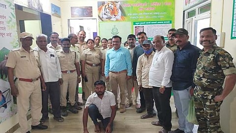 सातारा : दोन मोर, सात लांडोरांची शिकार; संशयित ताब्‍यात