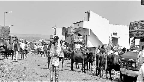 बेळगाव : एपीएमसीमध्ये शनिवारी भरलेला जनावरांचा बाजार.