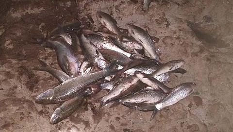 नेवाशात प्रवरा नदीत मृत मासे