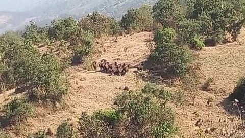 पन्हाळा : वाघवे पैकी खोतवाडीत गव्यांचा कळप; नागरिकांत भितीचे वातावरण