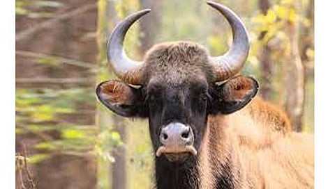 सांगली : ऐतवडे खुर्दमध्ये गव्याचा हल्ला; एक जण गंभीर जखमी