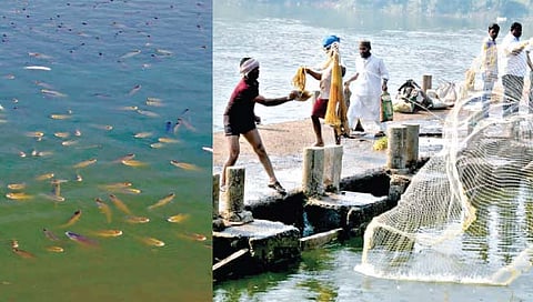 पंचगंगा नदीत माशांची तडफड