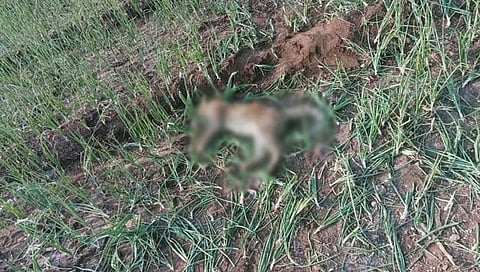 पुणे : राजुरी परिसरात दोन बिबट्यांच्या झुजीत एका बिबट्याचा मृत्‍यू