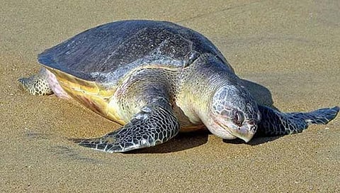 रत्नागिरी : सॅटेलाइट टॅगिंग करुन मादी कासवाला सोडले समुद्रात