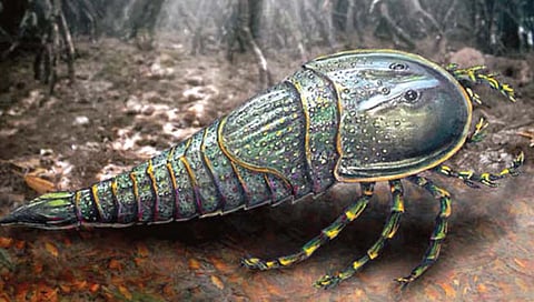 सागरी विंचवाचे जीवाश्म