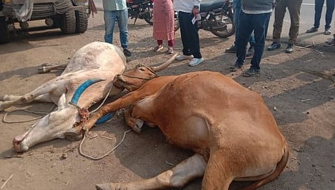 अहमदनगर-मनमाड रस्त्यावर अपघात; एक महिला-तीन बैल ठार