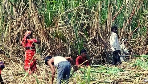 सातारा : बिगर सभासदांना उसतोडीची लॉटरी