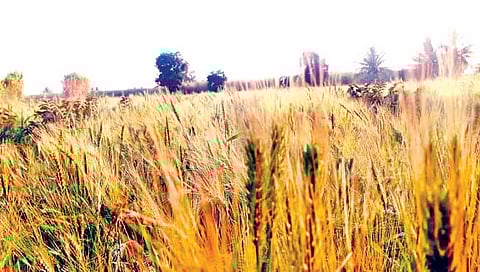 काळ्या गव्हाची लागवड फायदेशीर