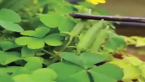 संकटावेळी ‘क्षेपणास्त्रे’ डागणारे झाड!