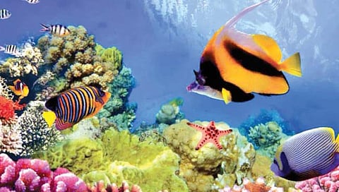 ‘ग्रेट बॅरिअर रिफ’वर वाढत आहे धोका