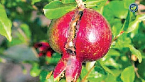 सोलापूर : डाळिंब संशोधन केंद्र उरले नावापुरते?