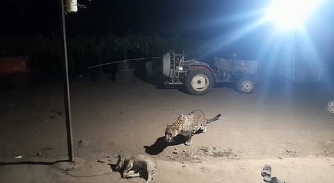 नाशिक : तिसगावमध्ये बिबट्याच्या हल्ल्यात कुत्रा ठार ; दृश्य कॅमेऱ्यात कैद