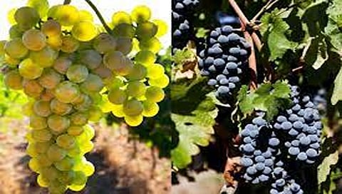 नाशिक : द्राक्ष उत्पादक शेतकऱ्यांना ३७ लाखांचा गंडा ; व्यापाऱ्याचा पोबारा