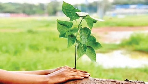 Nashik News | Seven thousand trees will be planted under N-Cap