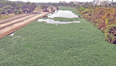 नाशिक : ‘गोदावरीतील पाणवेलींचे प्रमाण वाढल्याने विभागीय आयुक्तांनी दिले ‘हे’ आदेश