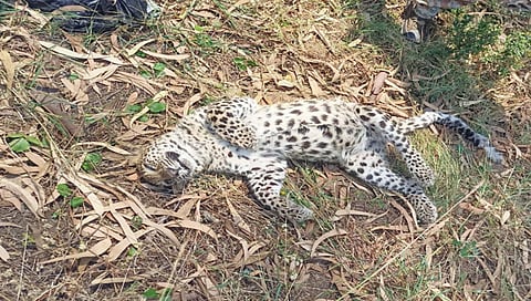 नाशिक : वाहनाच्या धडकेत बिबट्याचा बछडा ठार