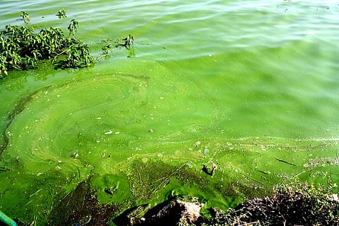 उजनी धरण