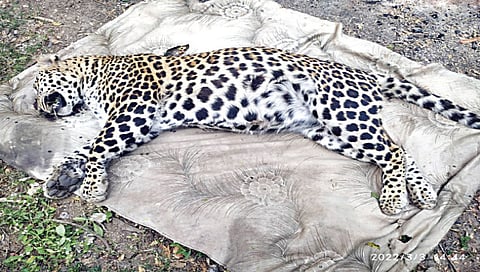 नाशिक : अज्ञात वाहनाच्या धडकेत बिबट्या ठार