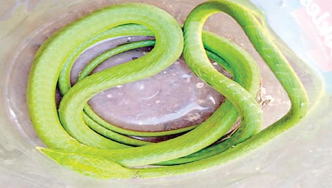 देशातील सुंदर सापांच्या यादीतला साप नाशिकच्या इगतपुरीमध्ये