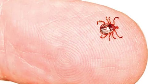 छोटासा कीटक पसरवतो घातक विषाणू