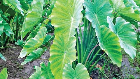 पीकपाणी : अळूची लागवड करताना…