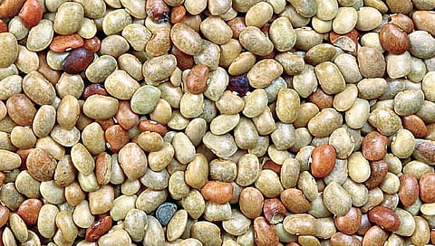 कृषिज्ञान : कुळीथाचा उत्तम पर्याय