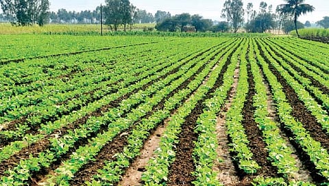 उन्हाळी सोयाबीनचा प्रयोग होतोय यशस्वी