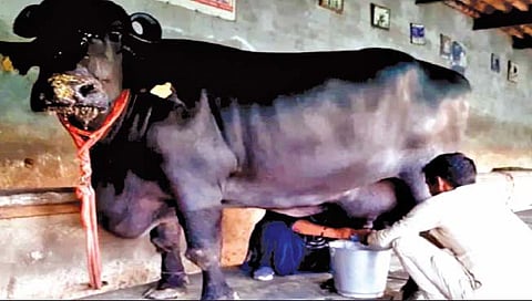 ही म्हैस देते तब्बल ३३ किलो दूध!