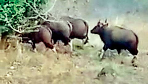 हातकणंगले, करवीरसह पन्हाळ्यात गव्यांचे दर्शन