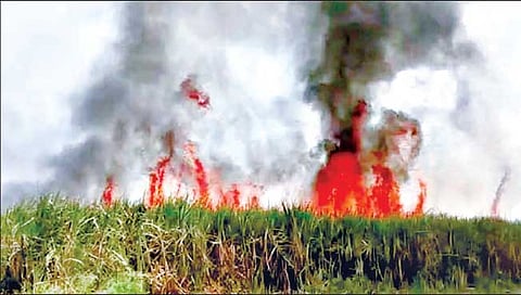 satara: गोजेगाव येथील साठ एकर ऊस जळून खाक झाला.