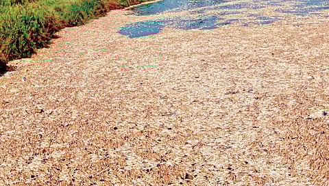 मागील आठवड्यात पंचगंगा नदीत सुर्वे बंधार्‍यानजीक मृत माशांचा असा खच होता. 