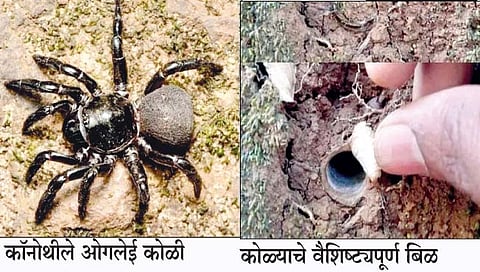 पश्चिम घाटात कोळ्याच्या नवीन प्रजातीचा शोध