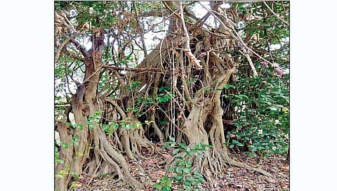 राजापूर: अणसुरे गाव परिसरातील पुरातन वृक्ष.