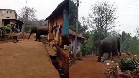 चंदगड : अडकूर परिसरात हत्तीचे आगमन; ग्रामस्थांमध्‍ये भीतीचे वातावरण