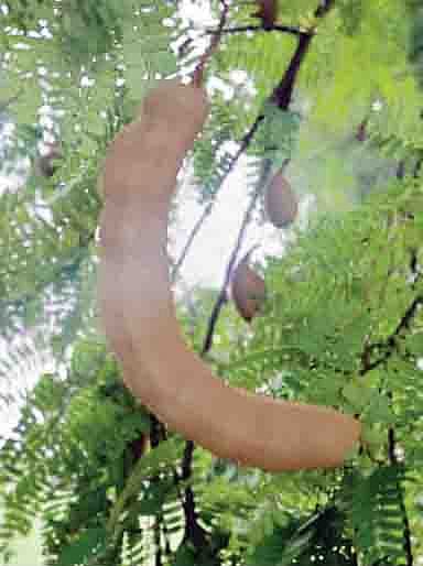 भारतातील सर्वात जास्त लांबीची पठडी चिंच