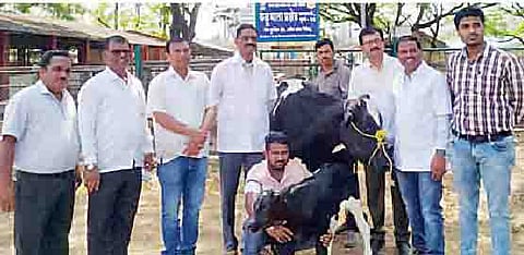 फ्रिजवाल वासरासोबत डॉ. धनंजय परकाळे. समवेत पशुसंवर्धन विभागाच्या डॉक्टरांचा चमू.