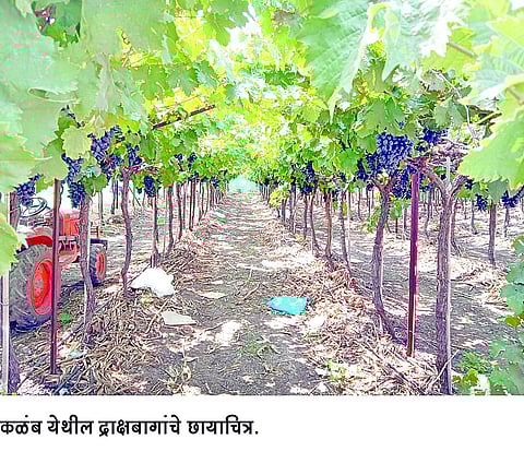 बाजारभाव घसरल्याने द्राक्ष उत्पादक संकटात; उत्पादन खर्चही निघेना