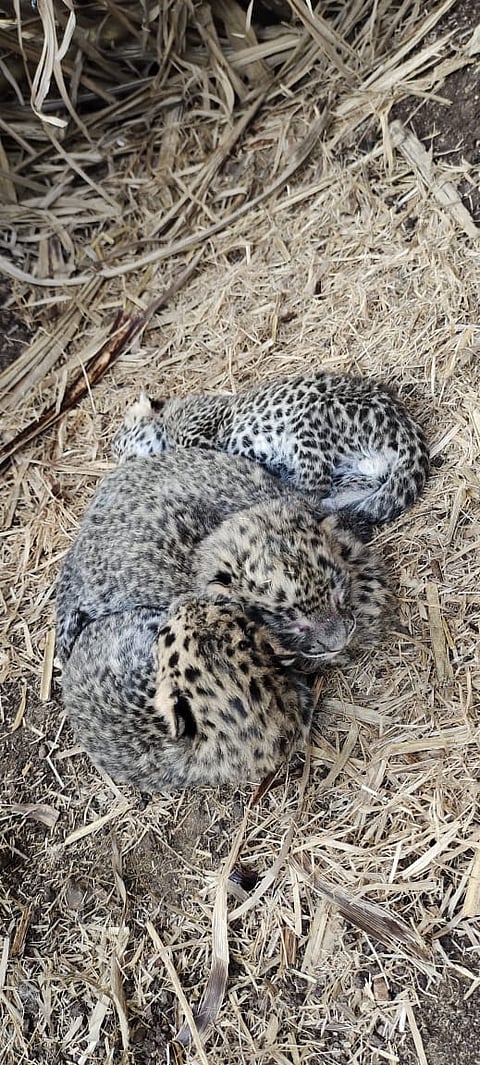 करंदी (ता. शिरूर) येथे आढळून आलेली बिबट्याची पिले.