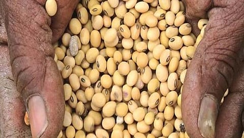 कसे ओळखाल सदोष बियाणे? जाणून घ्या अधिक