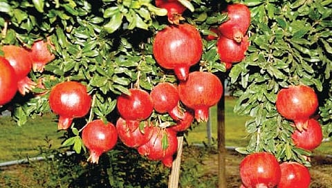 Pomegranate farming : मुकाबला डाळिंबावरील रोगाचा