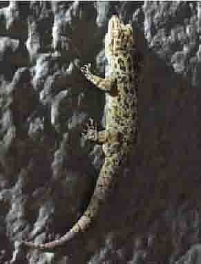 धायरी येथील शिवकालीन खंडोबा मंदिरात आढळलेली दुर्मिळ दगडी पाल.