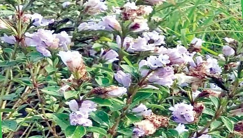 फूल उमलते बारा वर्षांतून एकदाच