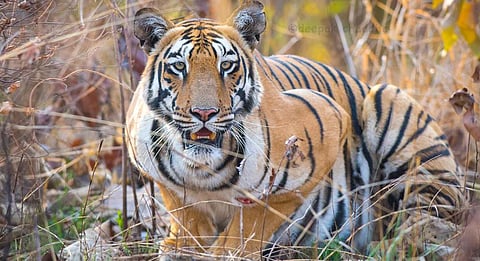 वर्धा : तेंदुपत्ता आणण्यासाठी गेलेली महिला वाघाच्या हल्ल्यात ठार, एक महिला गंभीर जखमी