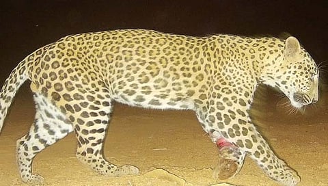 पालघर : कोपरगावमध्ये बिबट्याला पकडण्यात आले 
