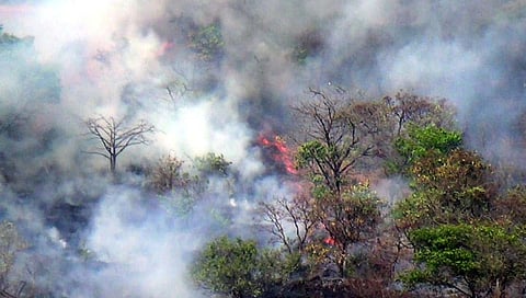 चांदोली अभयारण्य परिसरात वणवा