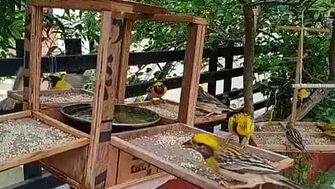 जागतिक चिमणी दिन विशेष : या चिमण्यांनो परत फिरा रे..!